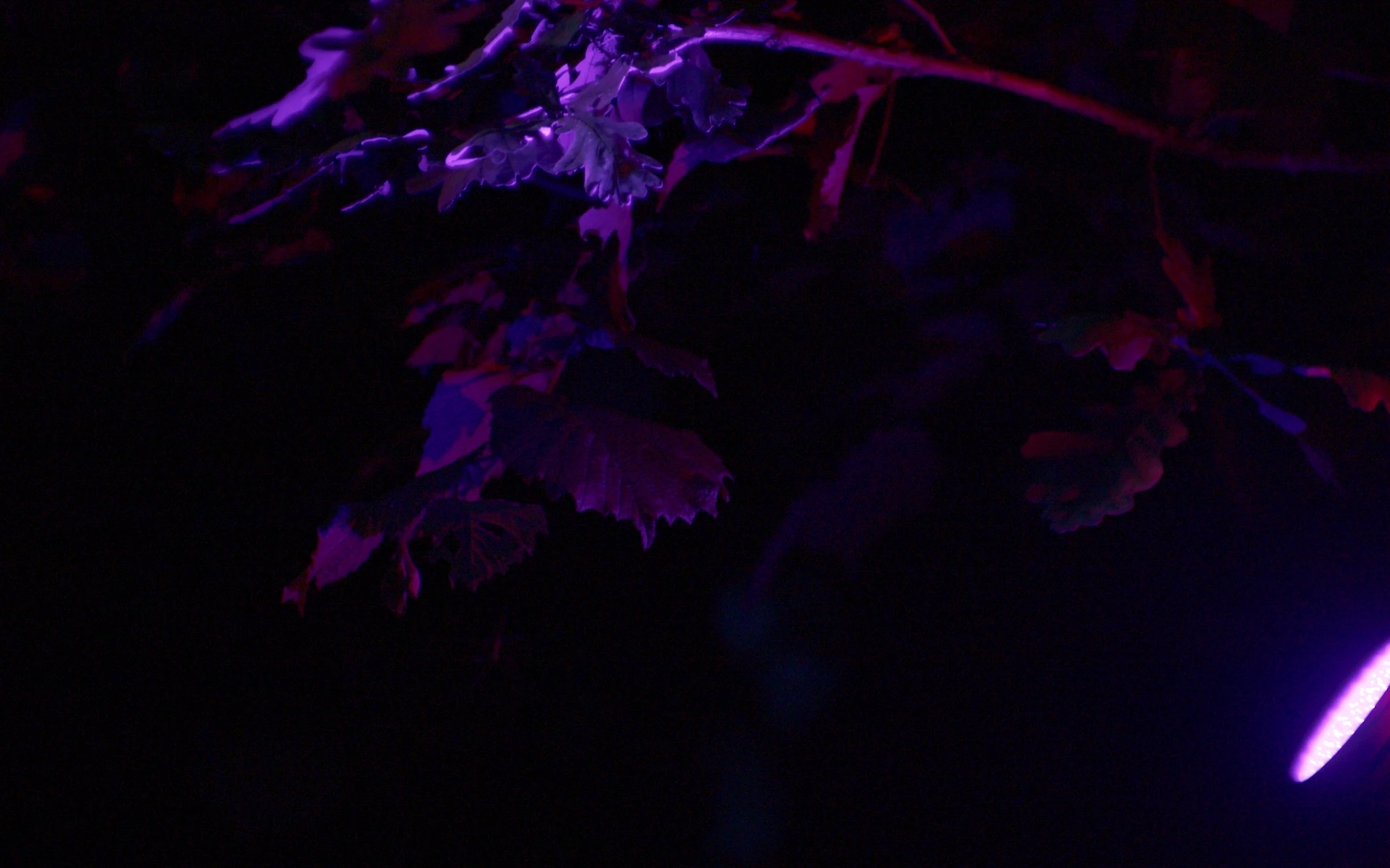 shot 2 from movie Perpetual Radiance by Michela Meliddo