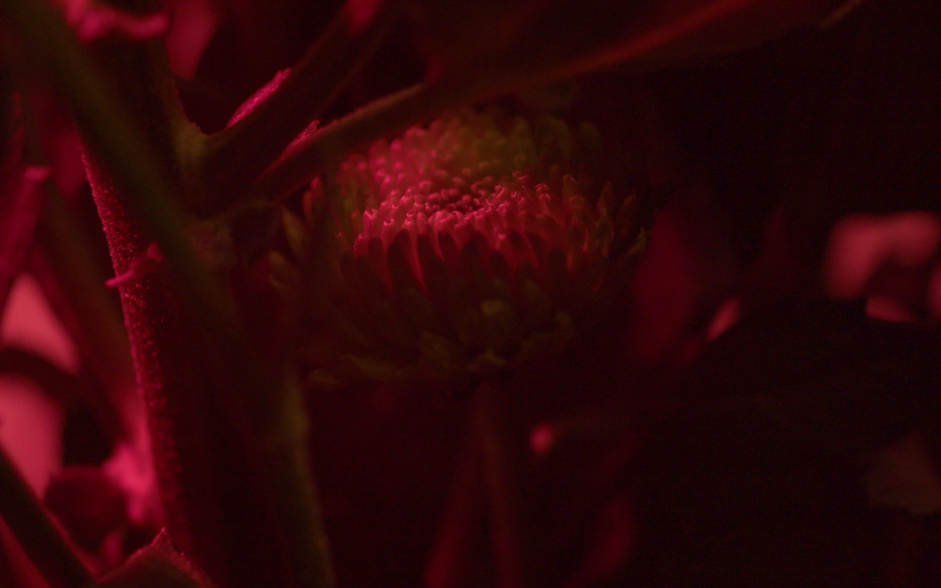 shot 3 from movie Perpetual Radiance by Michela Meliddo