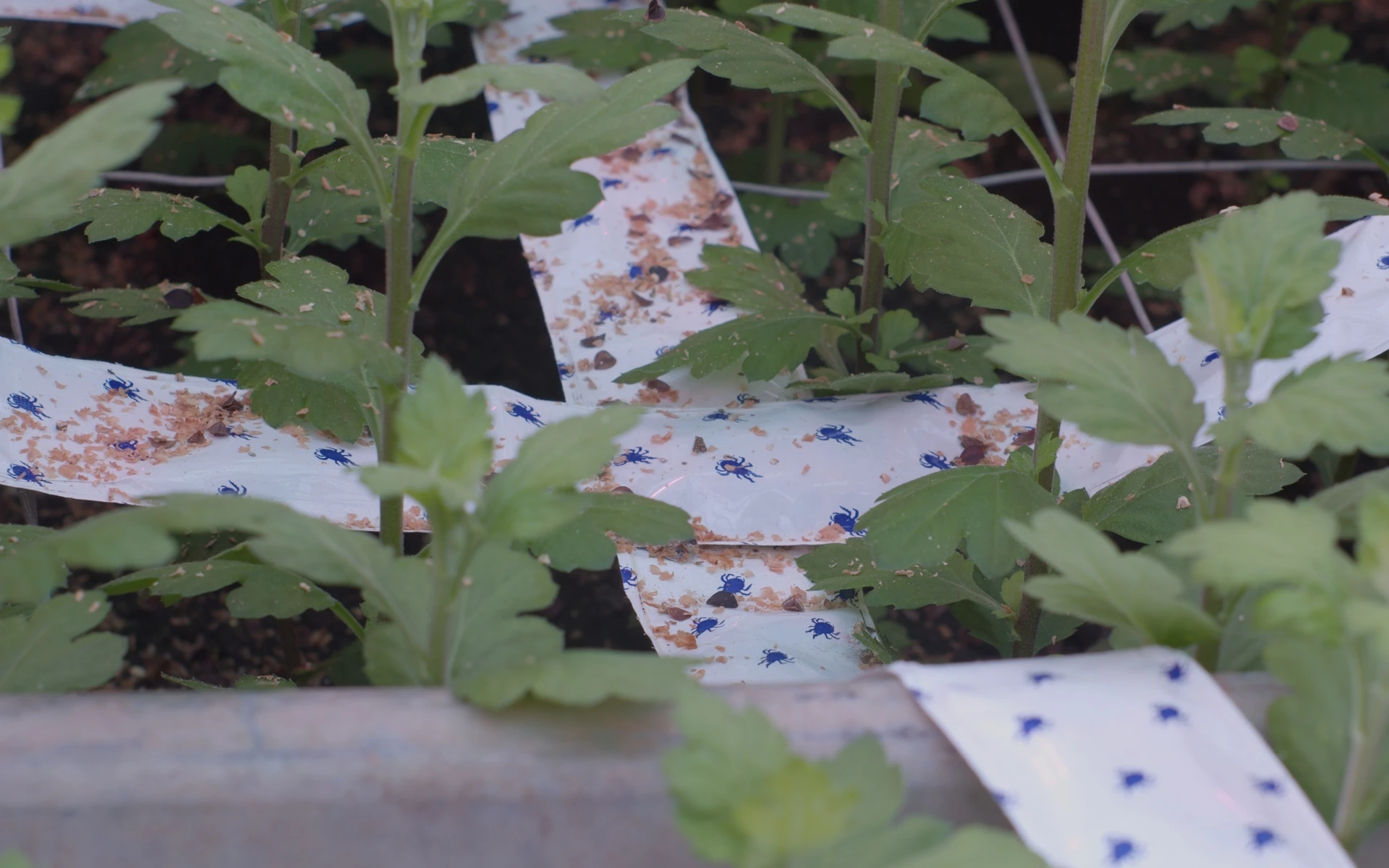 shot 6 from movie Perpetual Radiance by Michela Meliddo