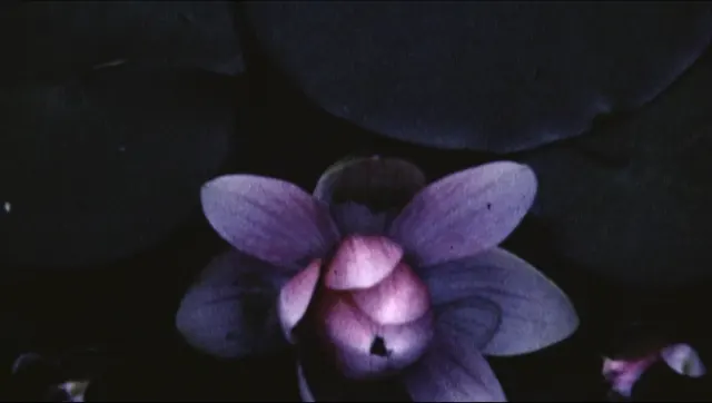 Shot from movie The Strike by Gabrielle Stemmer