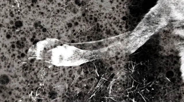Shot from movie Tuktuit: Caribou by Lindsay Aksarniq McIntyre